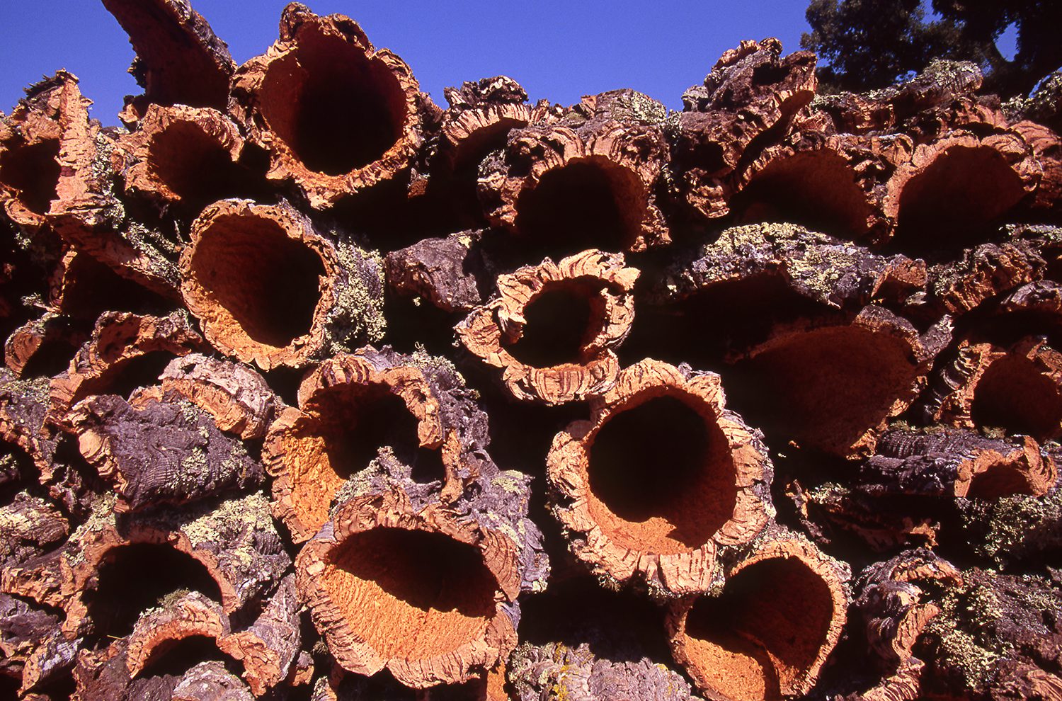 Once stripped from the cork tree, cork oak bark is stacked in the open air for 6 months before its moved to the manufacturers to be used in a range of applications from flooring to components in space rocket